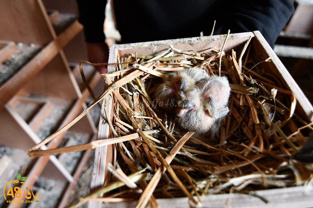 zohdi 3ashoor (20).jpeg